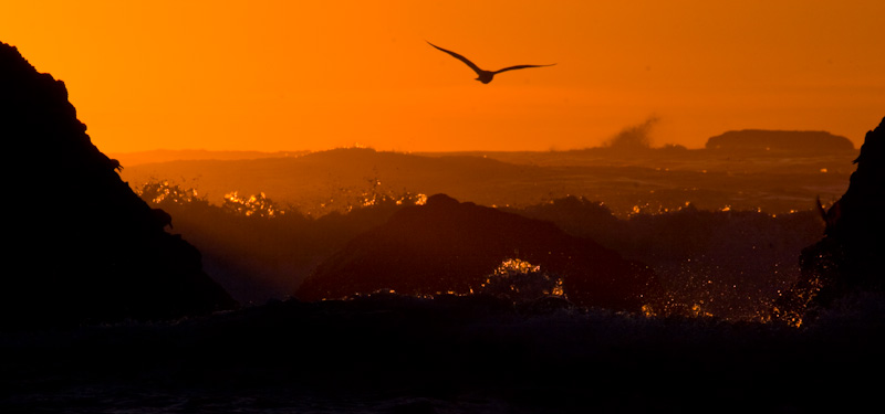 Gull Flying Over Waves At Sunset